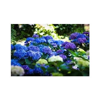 HORTENSJA niebieska na pniu szczepiona - sadzonki 60 / 80 cm